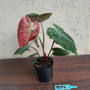 #R158 Philodendron El Choco Red