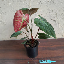 Load image into Gallery viewer, #R158 Philodendron El Choco Red