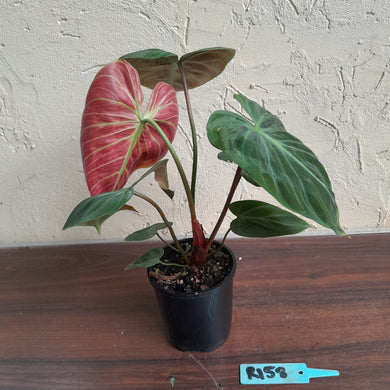 #R158 Philodendron El Choco Red