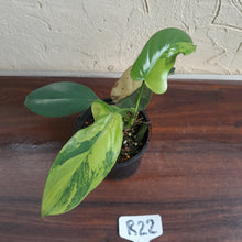 Load image into Gallery viewer, #R22 Variegated Philodendron Bipennifolium