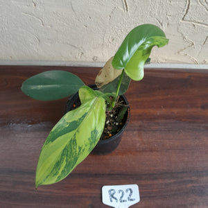 #R22 Variegated Philodendron Bipennifolium