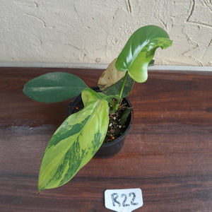 #R22 Variegated Philodendron Bipennifolium