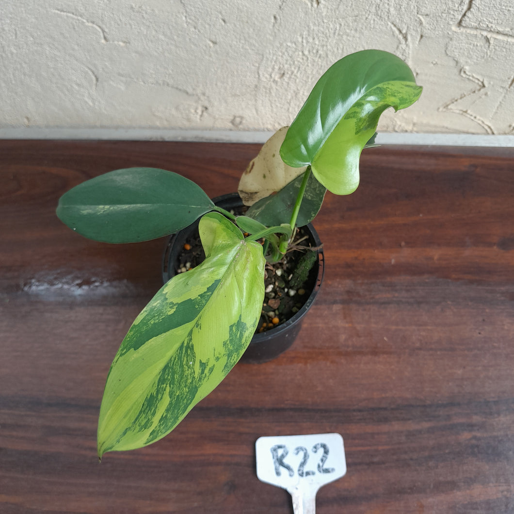 #R22 Variegated Philodendron Bipennifolium