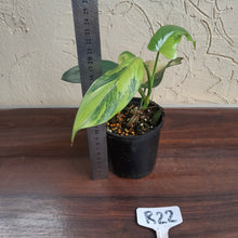 Load image into Gallery viewer, #R22 Variegated Philodendron Bipennifolium