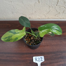 Load image into Gallery viewer, #R22 Variegated Philodendron Bipennifolium