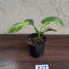 Load image into Gallery viewer, #R22 Variegated Philodendron Bipennifolium