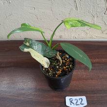 Load image into Gallery viewer, #R22 Variegated Philodendron Bipennifolium