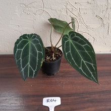 Load image into Gallery viewer, #R64 Frilly Anthurium Crystallinum x Forgetii