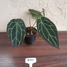 Load image into Gallery viewer, #R64 Frilly Anthurium Crystallinum x Forgetii