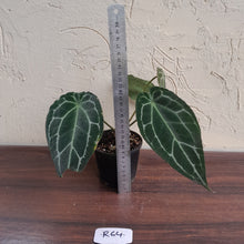 Load image into Gallery viewer, #R64 Frilly Anthurium Crystallinum x Forgetii