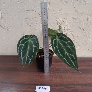 #R64 Frilly Anthurium Crystallinum x Forgetii