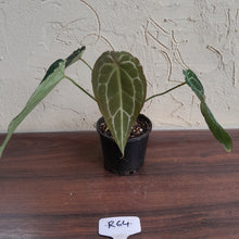 Load image into Gallery viewer, #R64 Frilly Anthurium Crystallinum x Forgetii