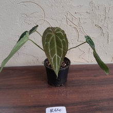 Load image into Gallery viewer, #R64 Frilly Anthurium Crystallinum x Forgetii
