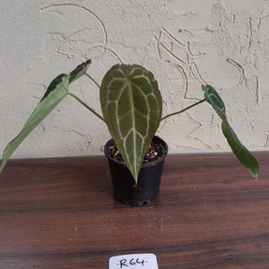 #R64 Frilly Anthurium Crystallinum x Forgetii