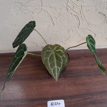 Load image into Gallery viewer, #R64 Frilly Anthurium Crystallinum x Forgetii