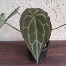 Load image into Gallery viewer, #R64 Frilly Anthurium Crystallinum x Forgetii