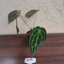 Load image into Gallery viewer, #R64 Frilly Anthurium Crystallinum x Forgetii