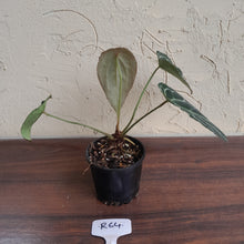 Load image into Gallery viewer, #R64 Frilly Anthurium Crystallinum x Forgetii