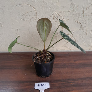 #R64 Frilly Anthurium Crystallinum x Forgetii