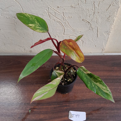 #D19 Philodendron Strawberry Shake