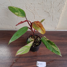 Load image into Gallery viewer, #D19 Philodendron Strawberry Shake