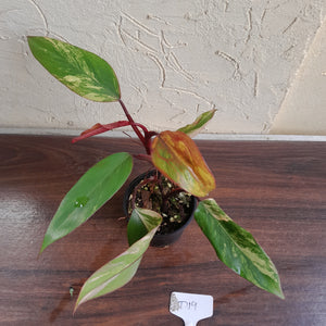 #D19 Philodendron Strawberry Shake