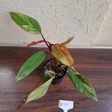 Load image into Gallery viewer, #D19 Philodendron Strawberry Shake