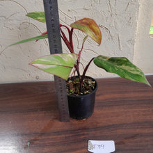 Load image into Gallery viewer, #D19 Philodendron Strawberry Shake