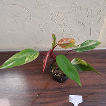 Load image into Gallery viewer, #D19 Philodendron Strawberry Shake