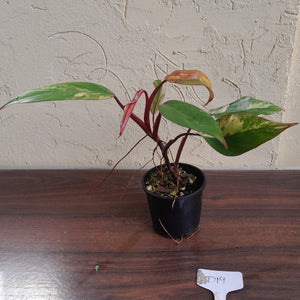 #D19 Philodendron Strawberry Shake