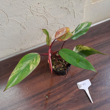 Load image into Gallery viewer, #D19 Philodendron Strawberry Shake