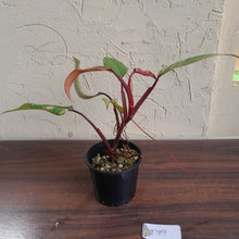 Load image into Gallery viewer, #D19 Philodendron Strawberry Shake