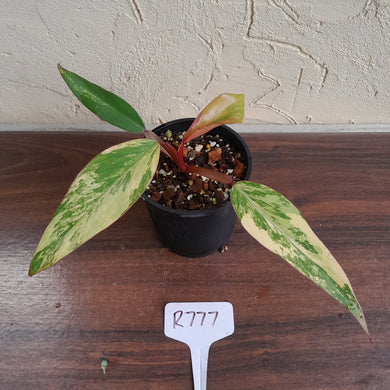 #R777 Philodendron Strawberry Shake