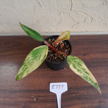 Load image into Gallery viewer, #R777 Philodendron Strawberry Shake