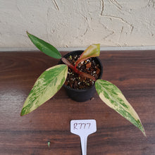 Load image into Gallery viewer, #R777 Philodendron Strawberry Shake