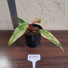 Load image into Gallery viewer, #R777 Philodendron Strawberry Shake