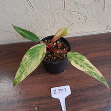 Load image into Gallery viewer, #R777 Philodendron Strawberry Shake