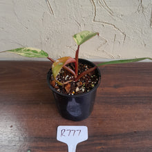 Load image into Gallery viewer, #R777 Philodendron Strawberry Shake