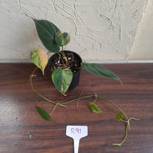Load image into Gallery viewer, #R91 Variegated Philodendron Micans