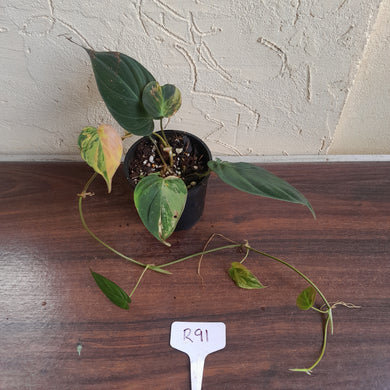 #R91 Variegated Philodendron Micans