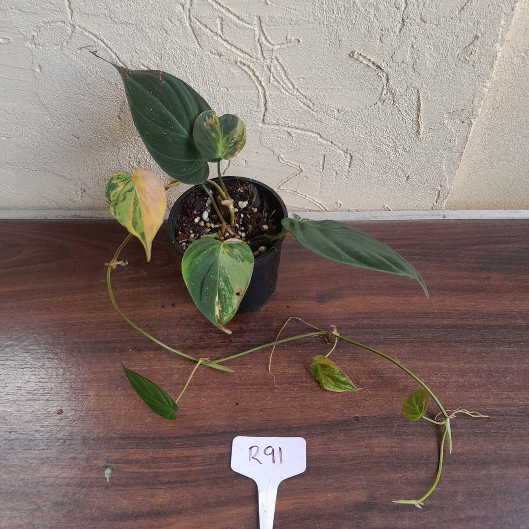 #R91 Variegated Philodendron Micans