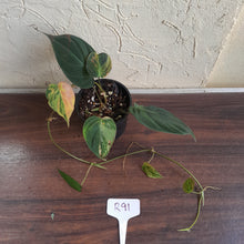 Load image into Gallery viewer, #R91 Variegated Philodendron Micans