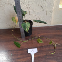 Load image into Gallery viewer, #R91 Variegated Philodendron Micans