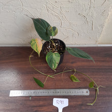 Load image into Gallery viewer, #R91 Variegated Philodendron Micans