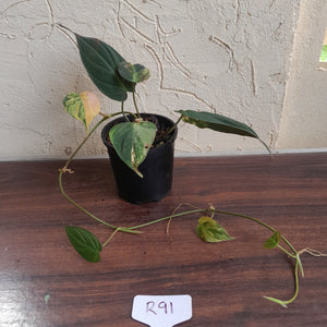 #R91 Variegated Philodendron Micans