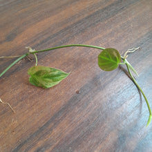 Load image into Gallery viewer, #R91 Variegated Philodendron Micans