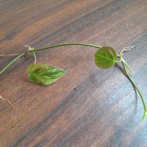 #R91 Variegated Philodendron Micans