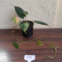 Load image into Gallery viewer, #R91 Variegated Philodendron Micans