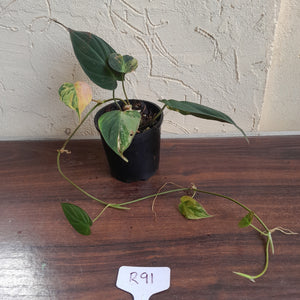 #R91 Variegated Philodendron Micans