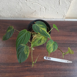 #R33 Two x Headed Variegated Philodendron Micans